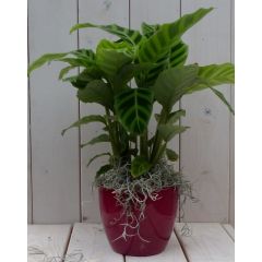 Calathea groen blad rode pot 40 cm Warentuin Natuurlijk