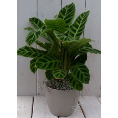 Calathea groen blad taupe pot 40 cm Warentuin Natuurlijk