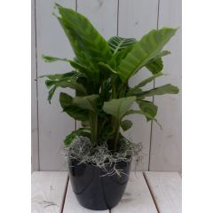 Calathea groen blad zwarte/antraciete pot 40 cm Warentuin Natuurlijk