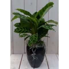 Calathea groen blad zwarte/antraciete hoge pot 50 cm Warentuin Natuurlijk