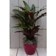 Calathea rood blad rode pot 40 cm Warentuin Natuurlijk