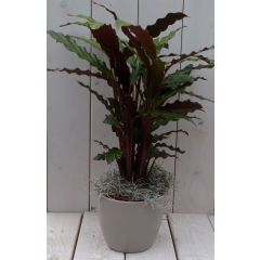 Calathea rood blad taupe pot 40 cm Warentuin Natuurlijk