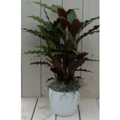 Calathea rood blad witte pot 40 cm Warentuin Natuurlijk