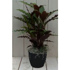 Calathea rood blad zwarte/antraciete pot 40 cm Warentuin Natuurlijk