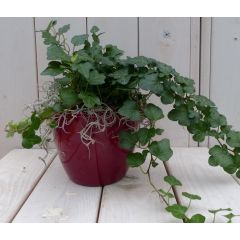 Klimop Hedrea donkergroen rode pot 25 cm Warentuin Natuurlijk