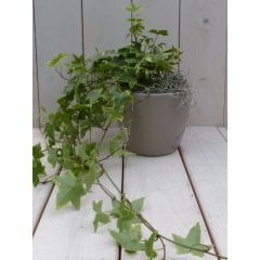 Klimop Hedrea bont taupe pot 25 cm Warentuin Natuurlijk