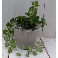 Klimop Hedrea donkergroen taupe pot 25 cm Warentuin Natuurlijk