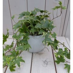 Klimop Hedrea bont witte pot 25 cm Warentuin Natuurlijk