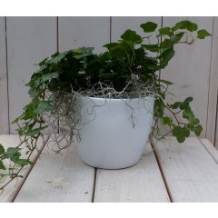 Klimop Hedrea donkergroen witte pot 25 cm Warentuin Natuurlijk
