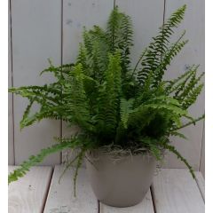 Koningsvaren taupe pot 30 cm Warentuin Natuurlijk