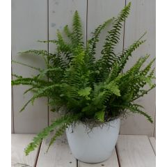 Koningsvaren witte pot 30 cm Warentuin Natuurlijk