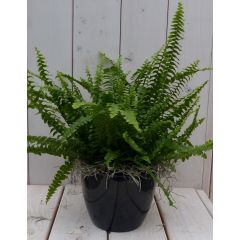 Koningsvaren zwarte/antraciete pot 30 cm Warentuin Natuurlijk