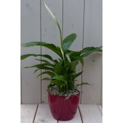 Löffelpflanze Spathiphyllum rot Topf 40 cm Warentuin Natuurlijk