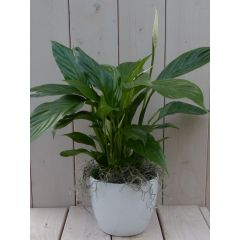 Löffelpflanze Spathiphyllum weißer Topf 40 cm Gärtner natürlich
