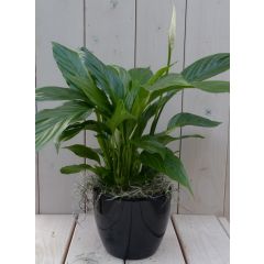 Löffelpflanze Spathiphyllum schwarz/anthrazit Topf 40 cm Warentuin Natuurlijk