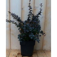 Zuurbes Berberis thunbergii Rood 30 cm (bladverliezend) Warentuin Natuurlijk