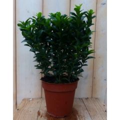 Kardinaalsmuts Euonymus Donkergroen 30 cm Warentuin Natuurlijk