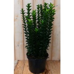 Kardinaalsmuts Euonymus Donkergroen 80 cm Warentuin Natuurlijk