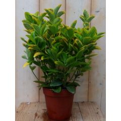 Kardinaalsmuts Euonymus geelbont 30 cm Warentuin Natuurlijk