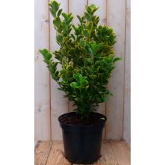 Kardinaalsmuts Euonymus geelbont 80 cm Warentuin Natuurlijk