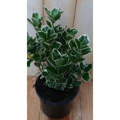Kardinaalsmuts Euonymus witbont 30 cm Warentuin Natuurlijk