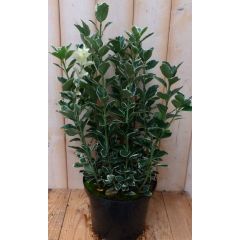 Kardinaalsmuts Euonymus witbont 80 cm Warentuin Natuurlijk
