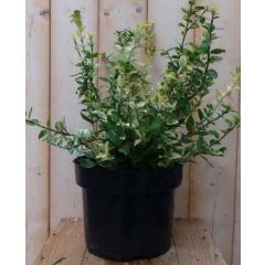 Kardinaalsmuts Euonymus Emerald Gaiety Harlequin witbont kroesblad 50 cm Warentuin Natuurlijk