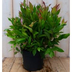 2 stuks! Leucothoe Bladhoudend 30 cm Druifheide Warentuin Natuurlijk