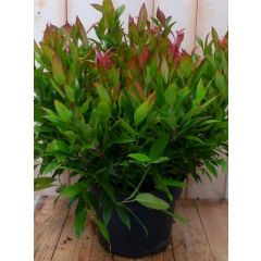 Leucothoe Bladhoudend 50 cm Druifheide Warentuin Natuurlijk