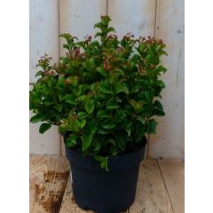 2 stuks! Leucothoe Krullend Blad 30 cm Curley Red Druifheide Warentuin Natuurlijk