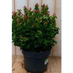 Leucothoe Krullend Blad 50 cm Curley Red Druifheide Warentuin Natuurlijk