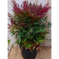 Nandina Hemelse bamboe 50 cm Warentuin Natuurlijk