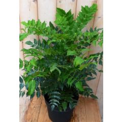 Nandina Hemelse bamboe groot 90 cm Warentuin Natuurlijk