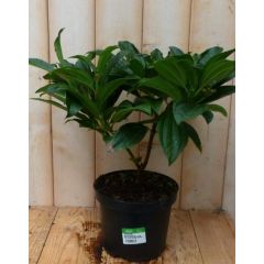 Viburnum Davidii Sneeuwbal 30 cm Warentuin Natuurlijk