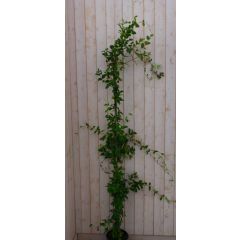 Toscaanse Jasmijn Jasminoides 200 cm Trachelospermum Warentuin Natuurlijk