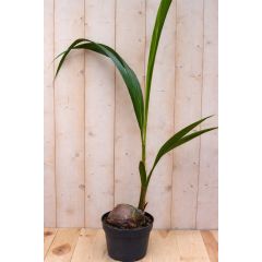 Cocospalm kamerplant Warentuin Natuurlijk