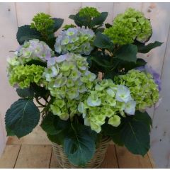 Hortensia Hydrangea in een mand blauw Warentuin Natuurlijk
