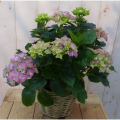 Hortensia Hydrangea in een mand roze Warentuin Natuurlijk