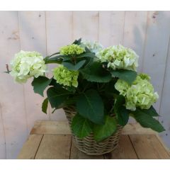Hortensia Hydrangea in een mand wit Warentuin Natuurlijk