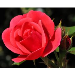 Rozen grond aarde 20 liter