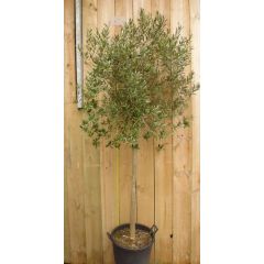 Olijfboom Olea stamhoogte 70 cm en boomhoogte 230 cm Warentuin Natuurlijk