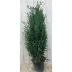 Dwergcipres Chamaecyparis Columnaris 110 cm Warentuin Natuurlijk