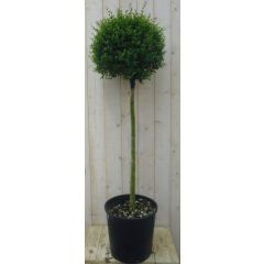Liguster Bol hoogte 140 cm Ligustrum Warentuin Natuurlijk