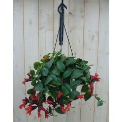 Hangplant Aeschynanthus Lipstick Warentuin Natuurlijk