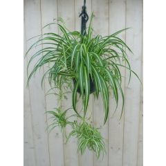 Hangplant Graslelie Chlorophytum Warentuin Natuurlijk