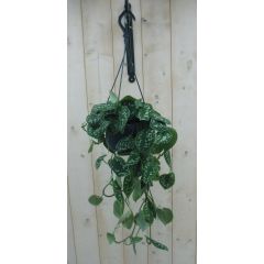 Hangplant Scindapsus Epipremnum grijsgroen Warentuin Natuurlijk