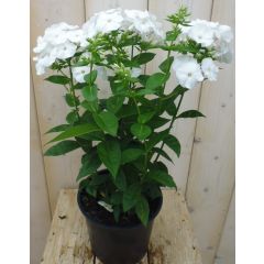 Vlambloem Phlox wit Warentuin Natuurlijk