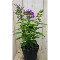 Vlambloem Phlox roze Warentuin Natuurlijk