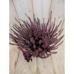 3 stuks! Heide Calluna roze Warentuin Natuurlijk
