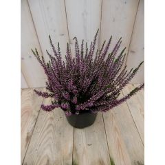 2 stuks! Heide Calluna roze GROOT Warentuin Natuurlijk